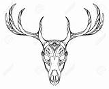 Deer Skull Antlers Illustration Vector Drawing Contour Sketch Buck Tattoo Skulls Skeleton Gewei Stock Hert Getdrawings sketch template