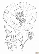 Poppy Coloring Flower Pages Poppies Printable Drawing Color Realistic Supercoloring Drawings Flowers Outline Red Skip Main Super Choose Board sketch template