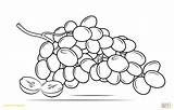 Grapes Coloring Drawing Raisins Grape Bunch Pages Printable Clipart Line Collection Getcolorings Fundamentals Color Drawings Some Categories sketch template