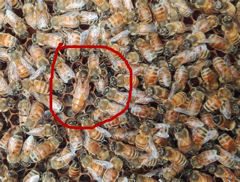 bee colony run   queen bee  dead beeplaza