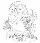 Coloring Pages Zealand Kakapo Drawing Printable Getcolorings Color Print Paper Silhouettes sketch template