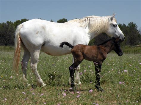 mare  foal   photo  freeimages