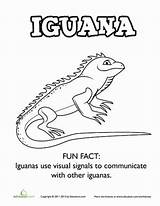 Coloring Iguana Worksheets Worksheet Pages Preschool Sheets Education Activities Science Facts Fun Kids sketch template