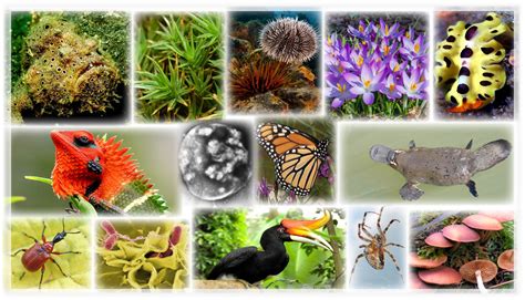 species examples biology