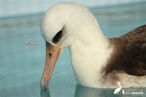 release files laysan albatross returns   wild international bird rescue