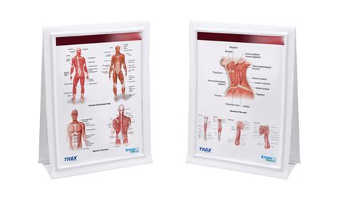 anatomical chart custom anatomical chart manufacturerexporter