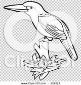 Kingfisher Outline Coloring Perched Bird Illustration Rf Royalty Clipart sketch template