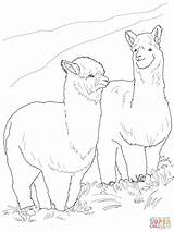 Alpaca Coloring Alpacas Pages Drawing Printable Llama Hairy Two Crafts Outline Supercoloring Baby Select Animals Nature Getdrawings Category Bible Cartoons sketch template