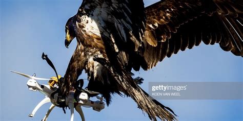 drone catching eagle photo  viral heres  story