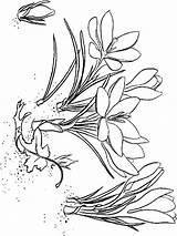Crocus Coloring Pages Flower Printable Recommended sketch template