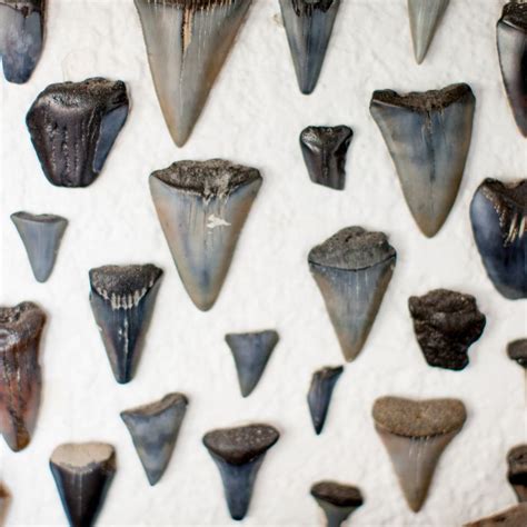 treasures   shark tooth coastal expeditions blog