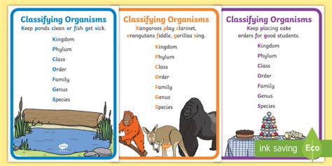 mnemonic  taxonomy  vulgar mnemonic  taxonomy