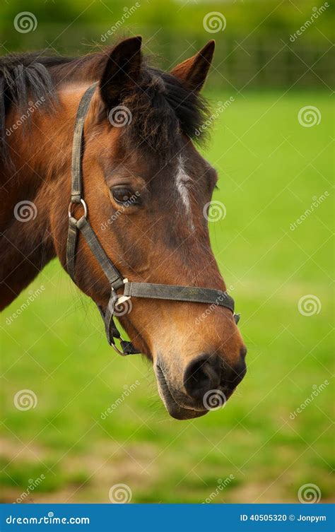 horse head stock photo image  clean agricultural
