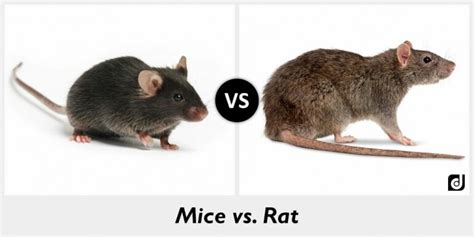 5 Key Differences Between Rats And Mice Youth Village Kenya