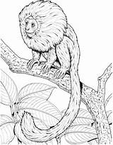 Tamarin Coloring Clipart Monkey Pages Lion Golden Drawings Clipground 2131 32kb sketch template
