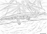 Crocodile Krokodil Johnston Cocodrilo Freshwater Crocodiles Australien sketch template