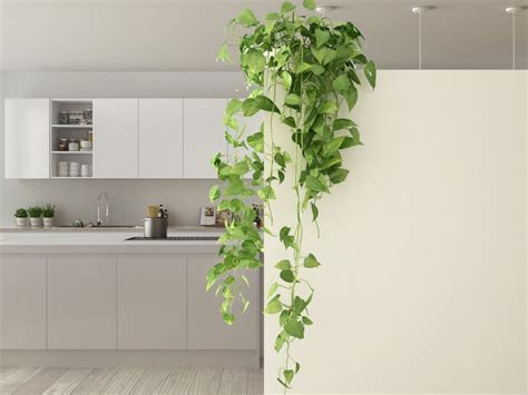 indoor climbing plants   grow climbing houseplants