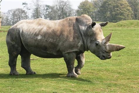 white rhinoceros charging amazing facts latest pictures  wildlife photographs
