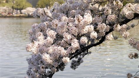 essential tips  growing cherry blossom trees cherry blossom tree