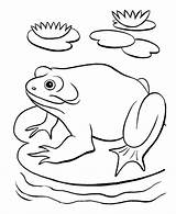 Pond Coloring Pages Frog Animals Lake Printable Color Books Getcolorings Popular Getdrawings Categories Similar sketch template