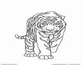 Tiger Bengal Coloring Pages Getcolorings Printable Getdrawings sketch template