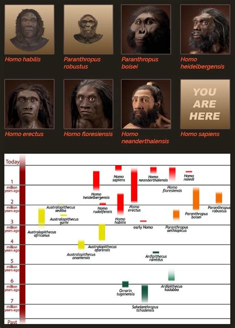 origin  homo sapiens timeline  human evolution