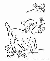 Coloring Animal Lamb Pages Sheep Animals Easter Farm Printable Spring Color Lambs Kids Cute Sheets Colouring Flowers Sheet Little Honkingdonkey sketch template