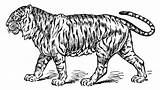 Tiger Coloring Sweetclipart sketch template