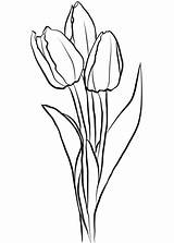 Tulips Coloring Tulip Pages Drawing Three Flower Outline Para Tulipanes Colorear Printable Imprimir Dibujo Supercoloring Drawings Kids Getdrawings Easy Fiori sketch template