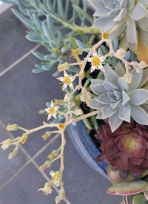 11 Best Easy Care Exotic Succulents To Grow At Home Gardener’s Path