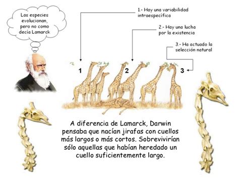 Teorias De La Evolucion Las 5 Teorias De Darwin Kulturaupice