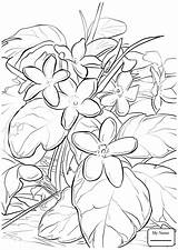 Flor Colorear Mayflower Arbutus Trailing sketch template