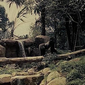 singapore zoo page  zoochat