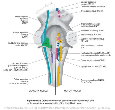 brainstem cranial nerve nuclei introduction cranial nerves science