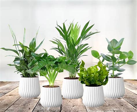 set van  luchtzuiverende planten verbetert de luchtvochtigheid voordeelvangernl