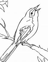 Coloring Songbird Designlooter Mockingbird sketch template