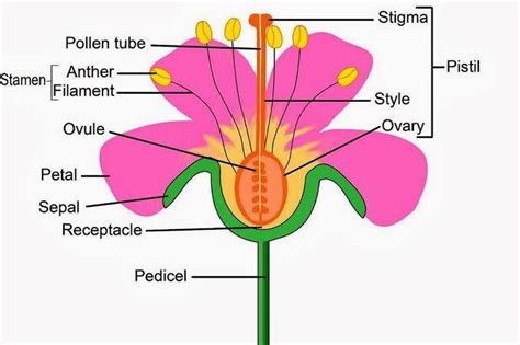 flower   sexual reproductive organs sketch  labeled diagrams brainlyin