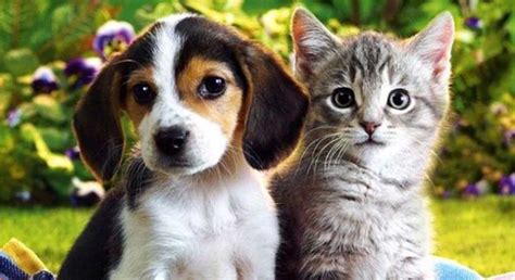 cuales son los nombres de perros  gatos mas elegidos por los argentinos radiofonicacom