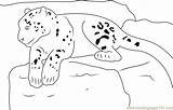 Snow Leopard Coloring Pages Realxing Coloringpages101 sketch template