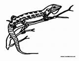 Lizard Spotted Coloring Pages sketch template