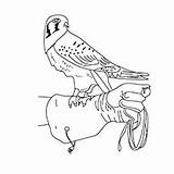 Falcon Coloring Pages Kestrel American Printable Toddlers Merlin sketch template