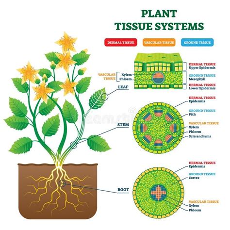 plant labeled diagram chicfer