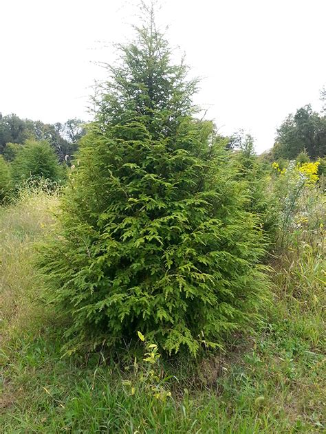 eastern hemlock canadian hemlock coniferous forest