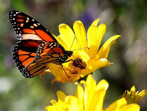 feds punt  listing monarch butterfly   endangered species mlivecom