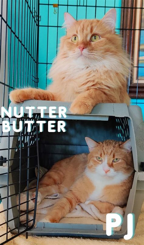 Pj And Nutter Butter Bonded Pair Famous Fido Rescue