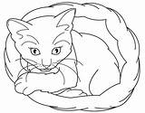 Coloring Pages Kitten Cute Cat Realistic Template Color Baby Templates Colouring Sleeping Kittens Shape Clipart Animal Cartoon Popular Library Coloringhome sketch template