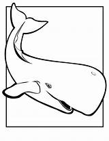 Whale Coloring Pages Printable Kids Whales Sperm Sheets Animal Fish Choose Board Template Large sketch template