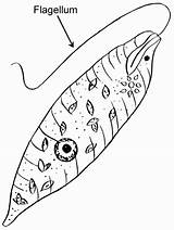 Euglena Protist Paramecium Protists Amoeba Psf Exploring Squish Pearson sketch template