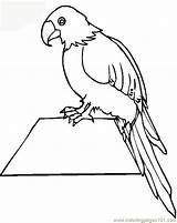 Parrot Coloring Macaw Parrots Fish Scarlet Drawing Getcolorings Printable Coloringpages101 Getdrawings Cockatoo sketch template