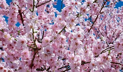 The 2020 National Cherry Blossom Festival Has Been Canceled